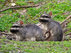 Argentine Plains Viscacha photo 2