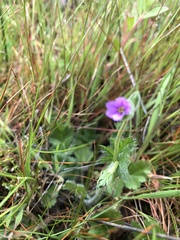 Erodium botrys
