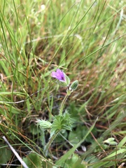 Erodium botrys