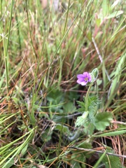 Erodium botrys