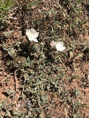 Malvella sagittifolia