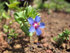 Anagallis