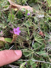 Erodium botrys