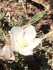 Malvella sagittifolia