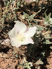 Malvella sagittifolia
