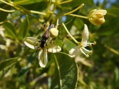 Callimoxys fuscipennis