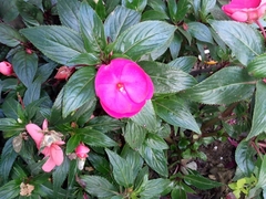 Impatiens hawkeri