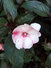 Impatiens hawkeri