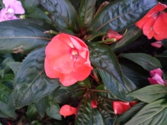 Impatiens hawkeri