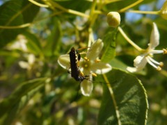 Callimoxys fuscipennis