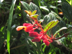 Columnea lehmannii