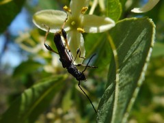 Callimoxys fuscipennis