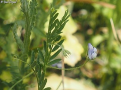 Vicia orientalis