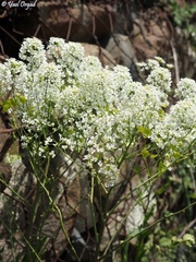 Peltaria angustifolia