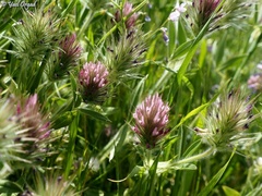 Trifolium dasyurum