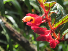 Columnea lehmannii