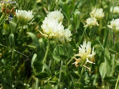 Trifolium plebeium