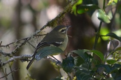 Vireo carmioli