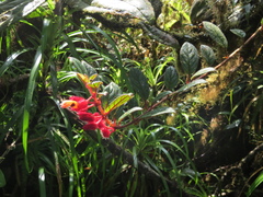 Columnea lehmannii