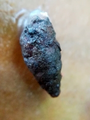 Merdigera obscura