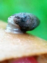 Merdigera obscura