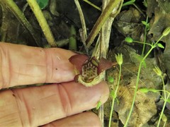 Asarum canadense reflexum