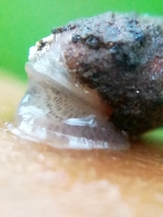 Merdigera obscura