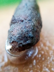 Merdigera obscura