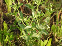 Centaurium japonicum