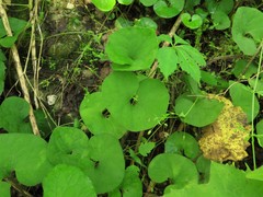 Asarum canadense reflexum