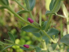 Centaurium japonicum