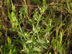 Centaurium japonicum