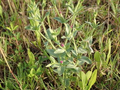 Centaurium japonicum