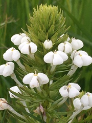 Triphysaria versicolor versicolor