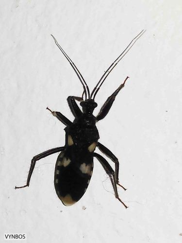 Acanthaspis obscura Stål, 1855