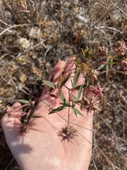 Trifolium palmeri