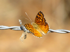 Aricoris campestris