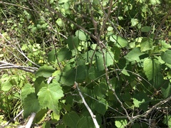 Pavonia lasiopetala