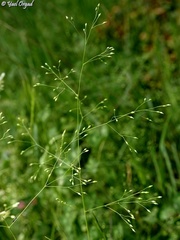 Milium pedicellare