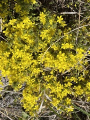 Hudsonia ericoides