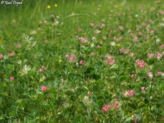 Trifolium pauciflorum