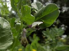 Vicia galilaea