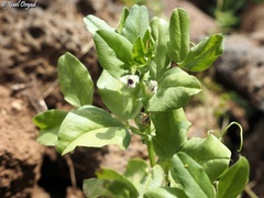 Vicia galilaea