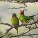 דררה שזיפית - Photo (c) jungleemaster1994,  זכויות יוצרים חלקיות (CC BY-NC), הועלה על ידי jungleemaster1994