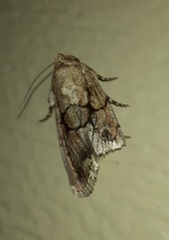 Sympistis infixa