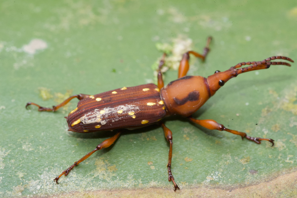 Estenorhinus guttatus