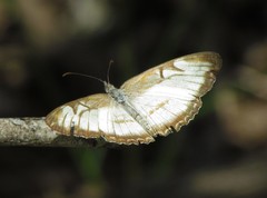 Mestra hersilia