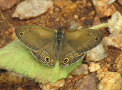 Pharneuptychia pharnabazos