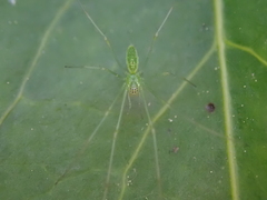 Tetragnatha squamata