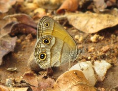 Pharneuptychia pharnabazos